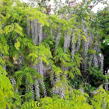 House, Cosy Garden Paris *